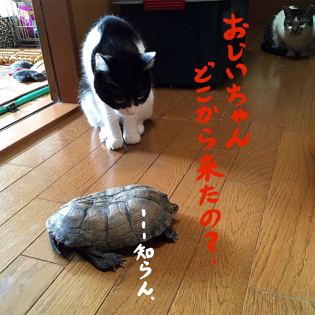 f:id:munazouchan48:20190606142441j:image