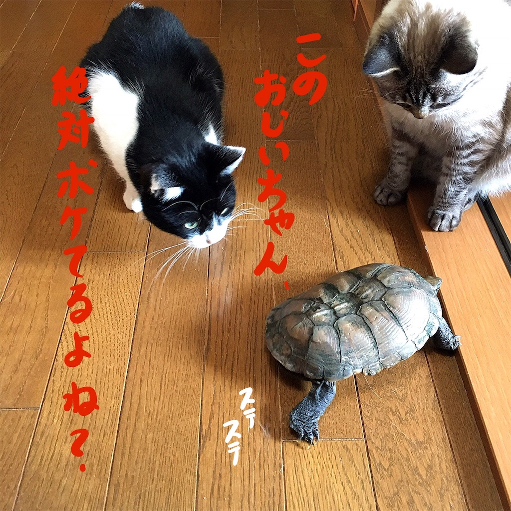 f:id:munazouchan48:20190606142550j:image
