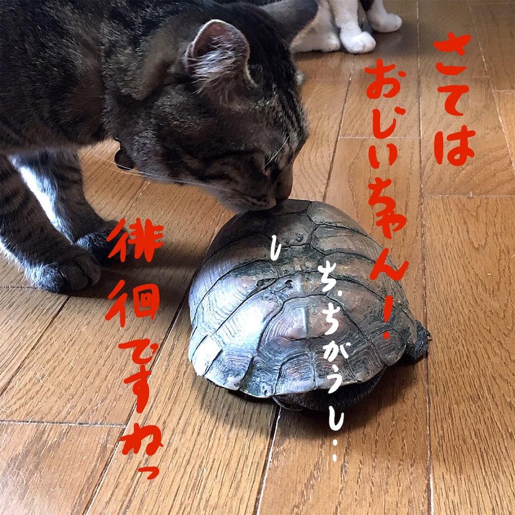 f:id:munazouchan48:20190606142916j:image
