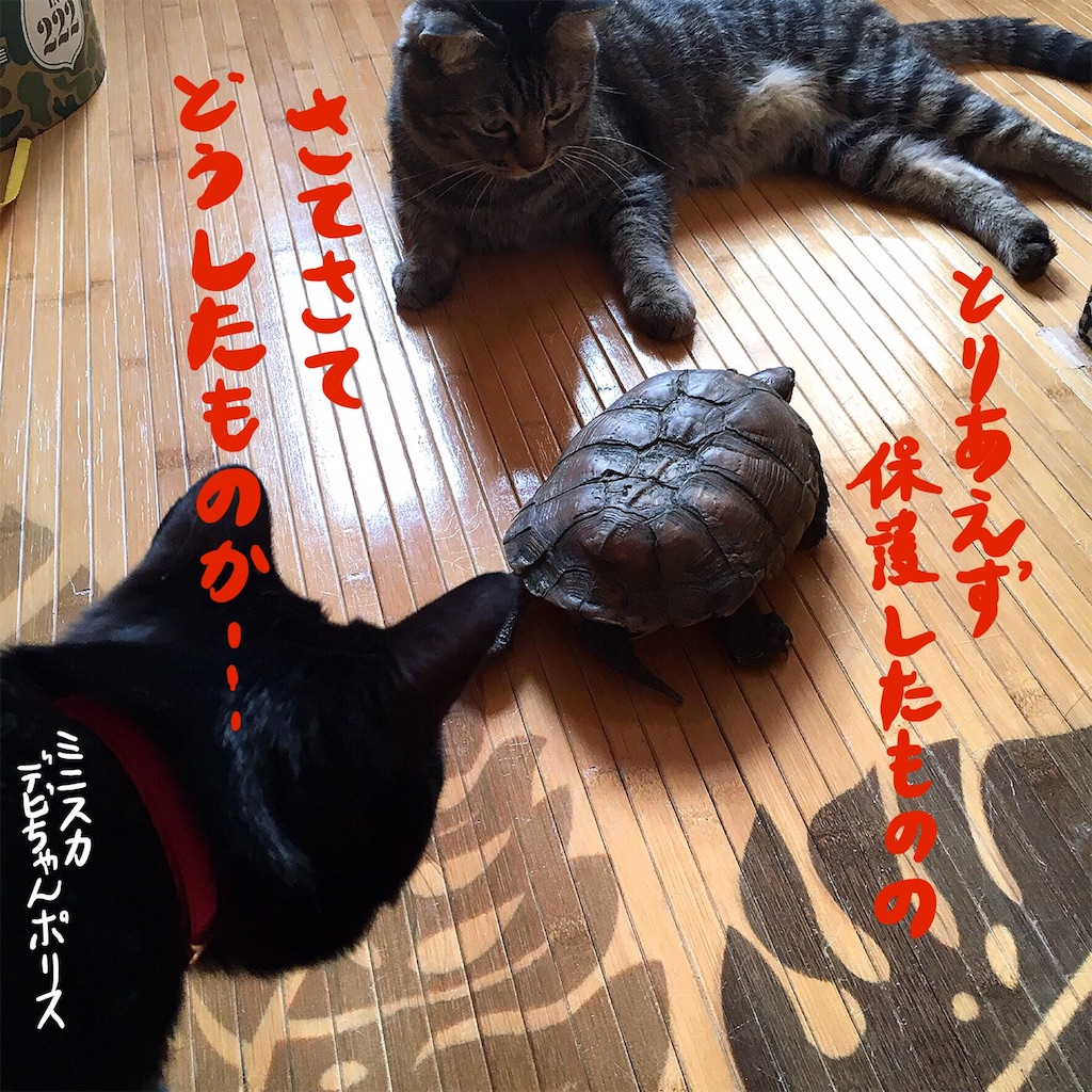 f:id:munazouchan48:20190606143857j:image