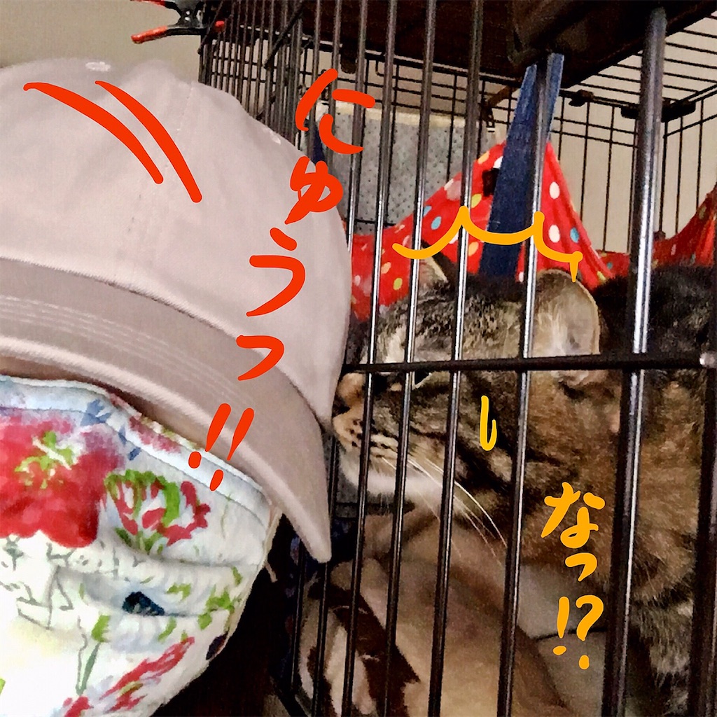 f:id:munazouchan48:20200602043748j:image