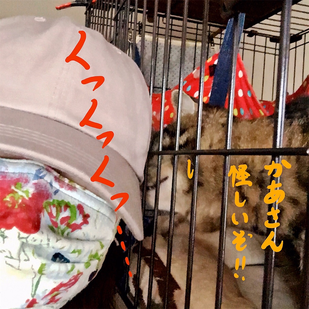 f:id:munazouchan48:20200602043808j:image