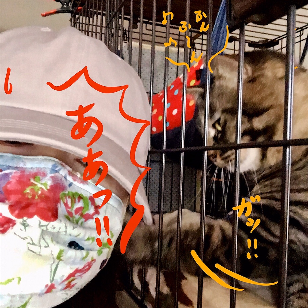 f:id:munazouchan48:20200602043856j:image