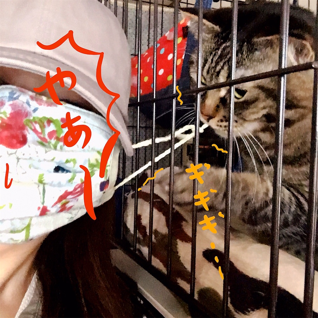 f:id:munazouchan48:20200602043929j:image