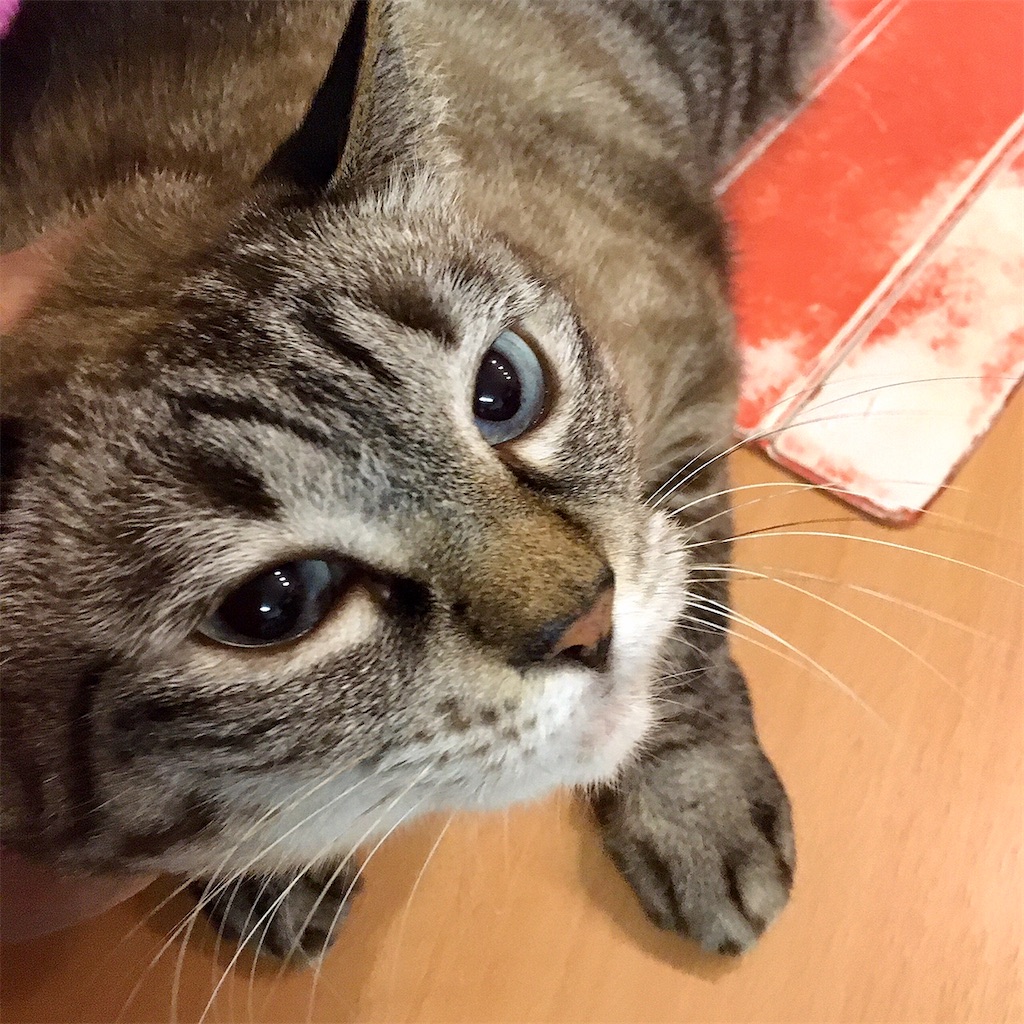 f:id:munazouchan48:20200726182709j:image f:id:munazouchan48:20200726182709j:image