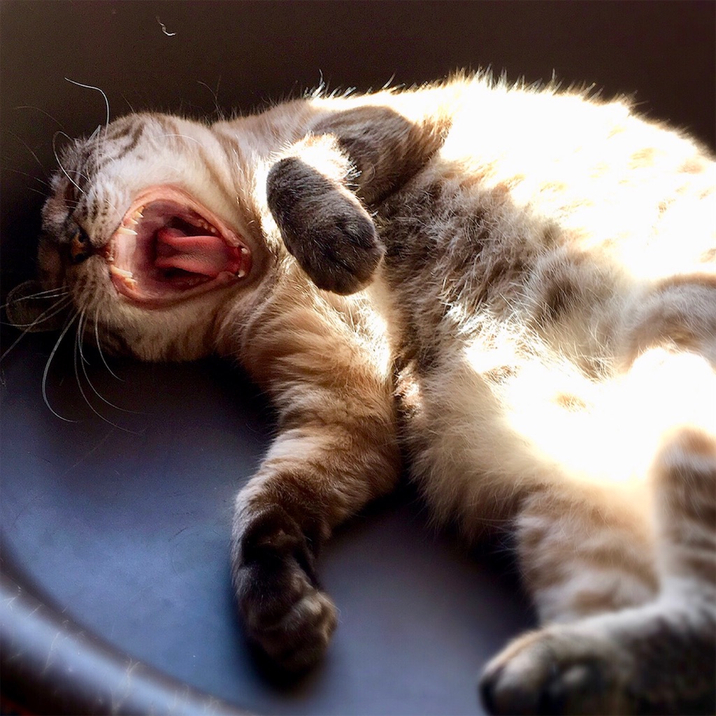 f:id:munazouchan48:20200727193220j:image f:id:munazouchan48:20200727193220j:image