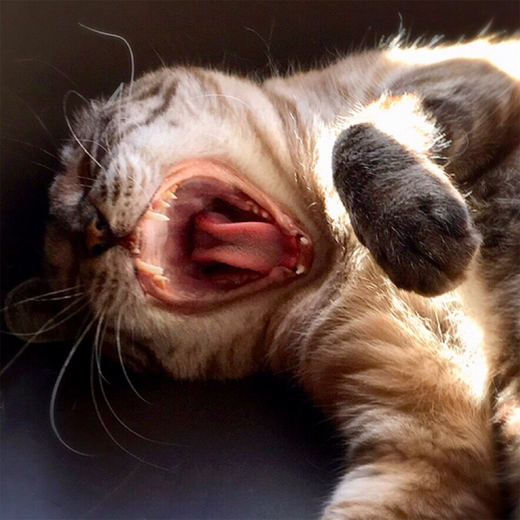 f:id:munazouchan48:20200727193249j:image f:id:munazouchan48:20200727193249j:image