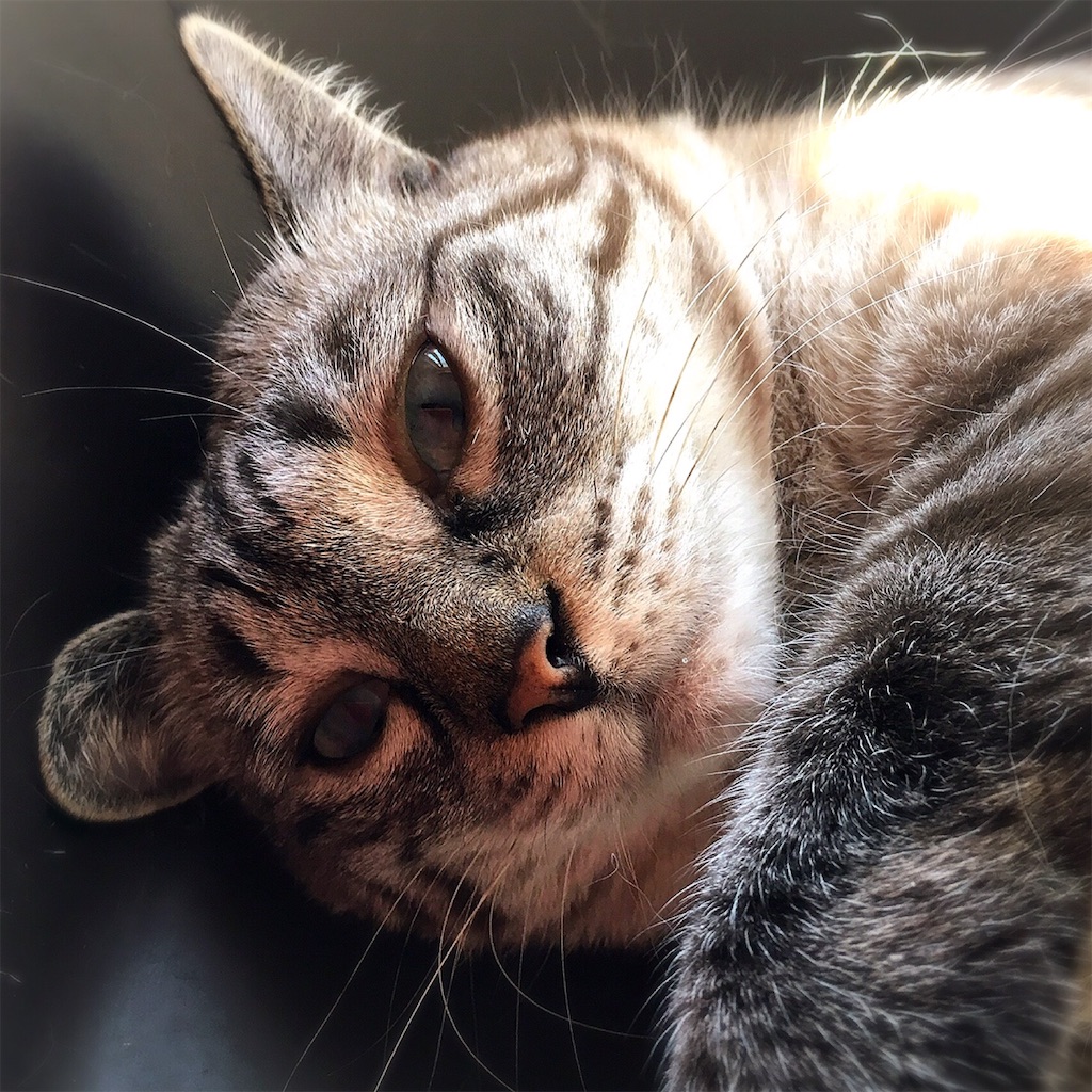 f:id:munazouchan48:20200727193332j:image f:id:munazouchan48:20200727193332j:image