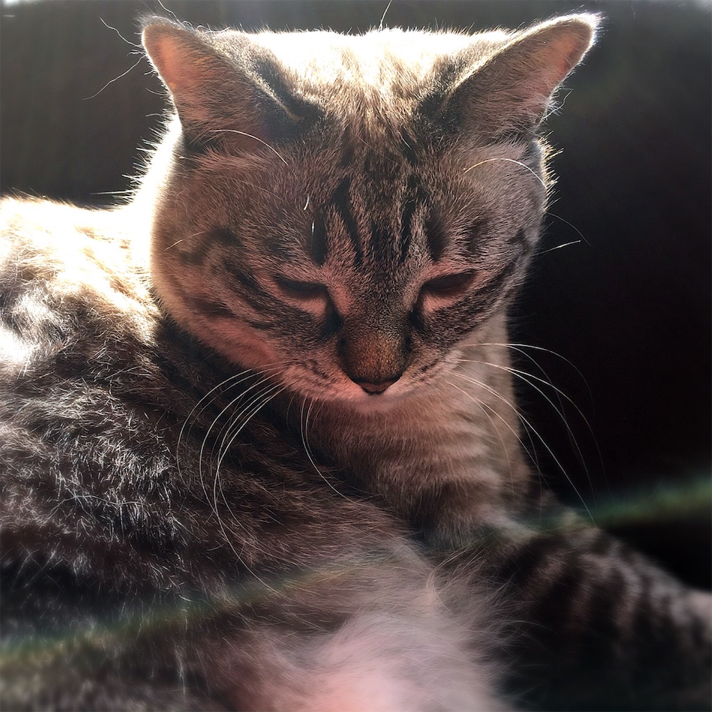 f:id:munazouchan48:20200727193606j:image f:id:munazouchan48:20200727193606j:image