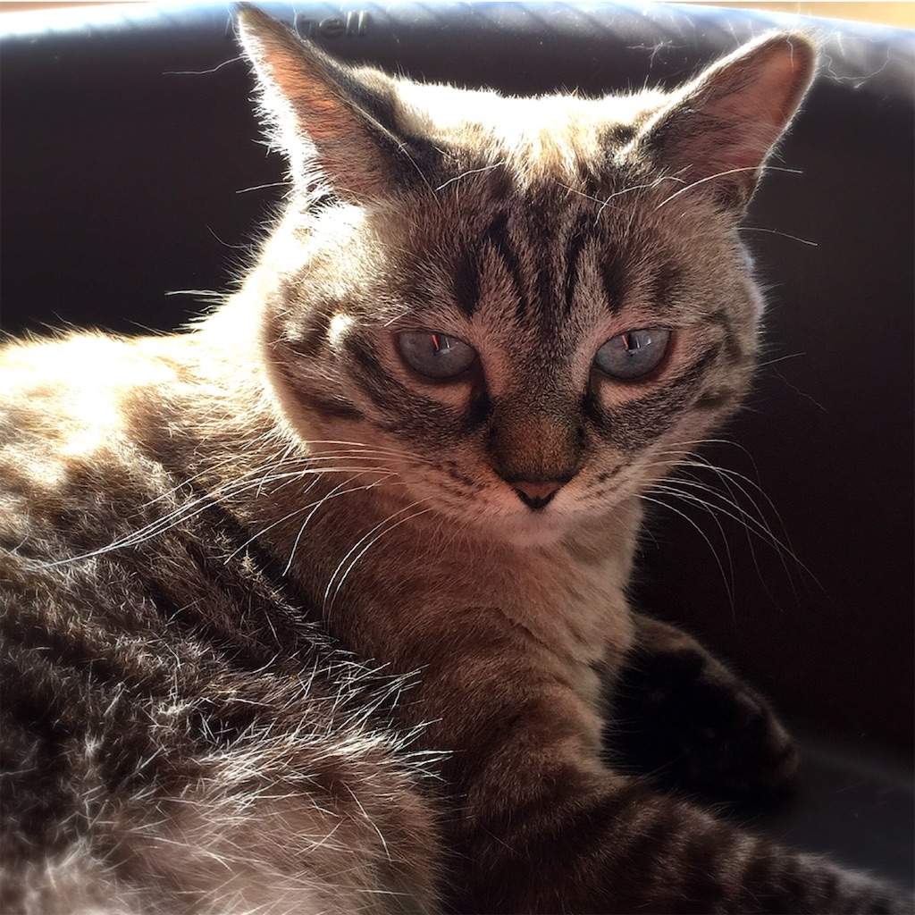 f:id:munazouchan48:20200727193622j:image f:id:munazouchan48:20200727193622j:image