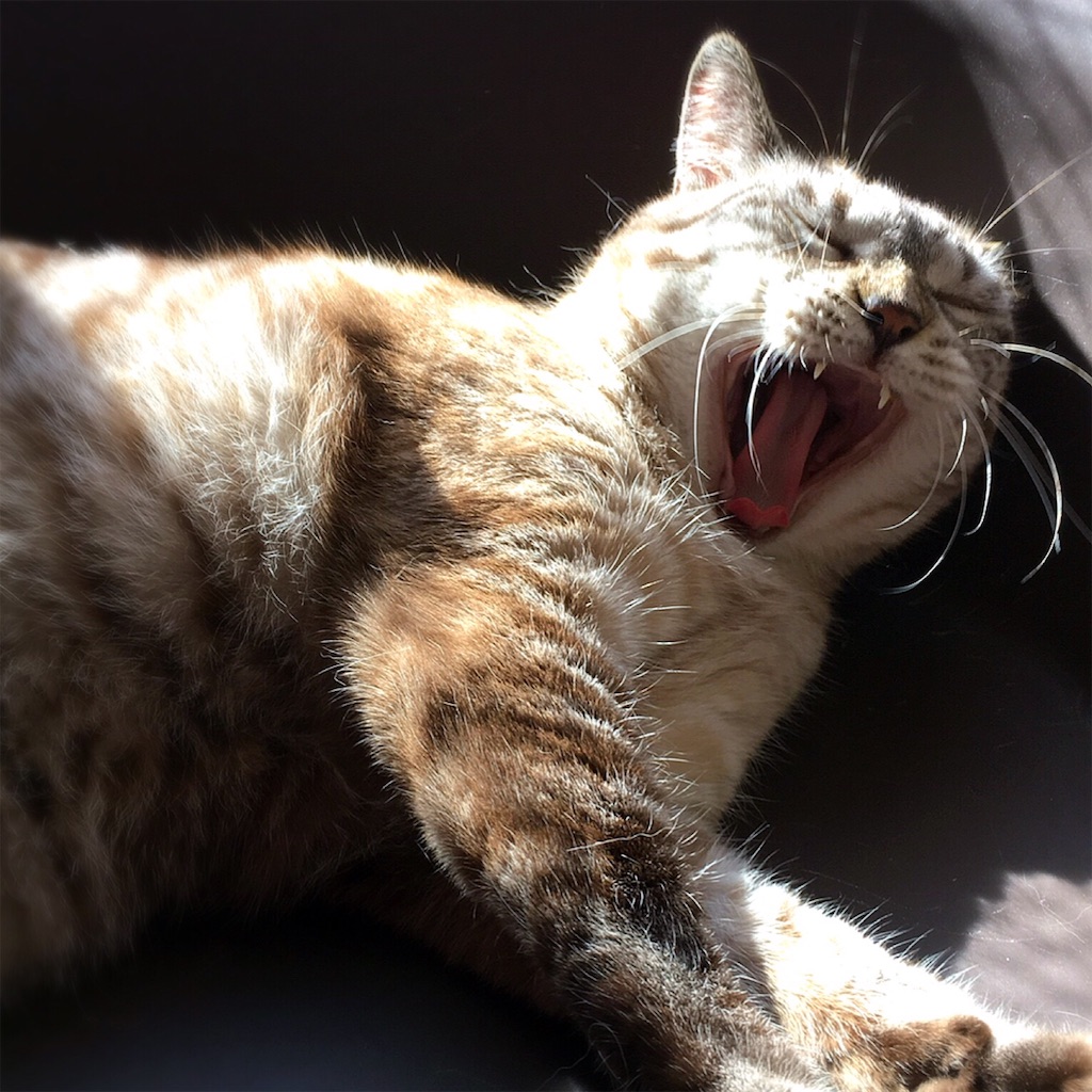 f:id:munazouchan48:20200727193948j:image f:id:munazouchan48:20200727193948j:image