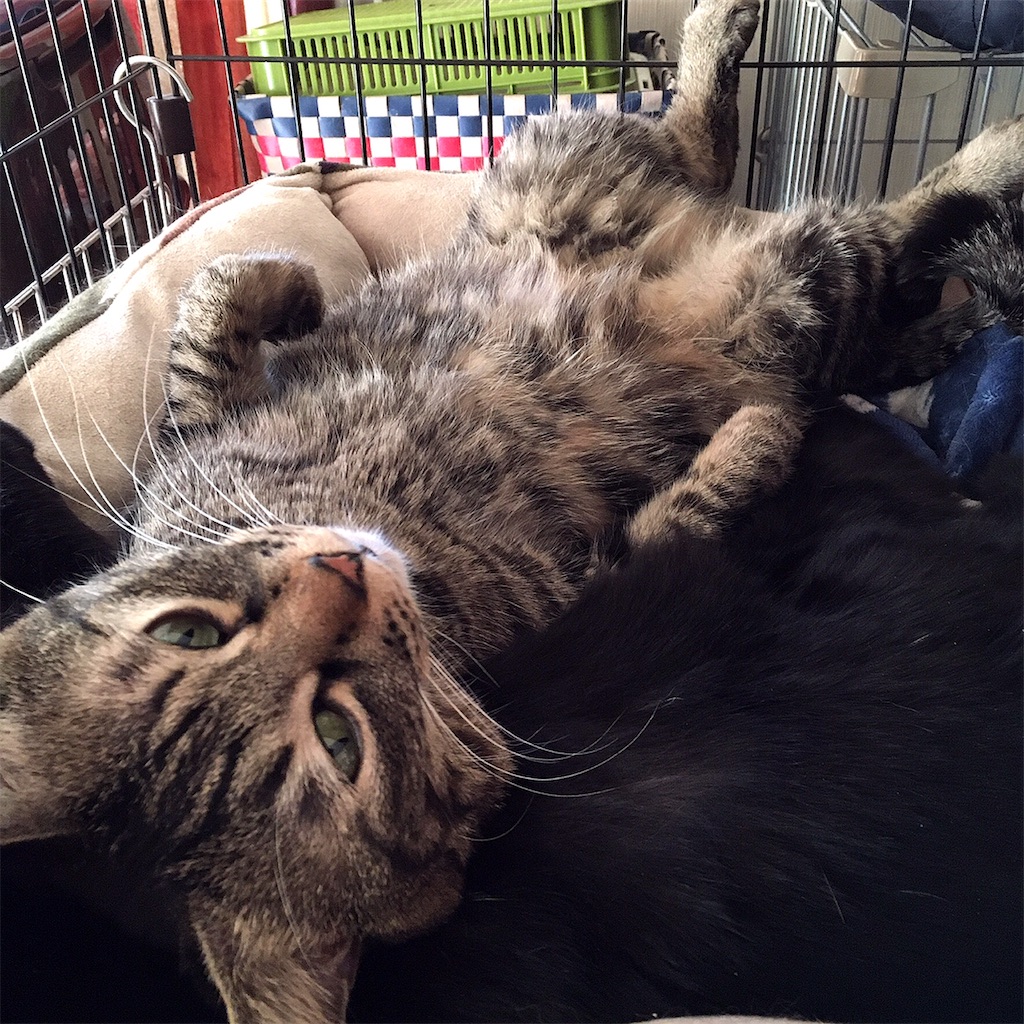 f:id:munazouchan48:20210307121505j:image