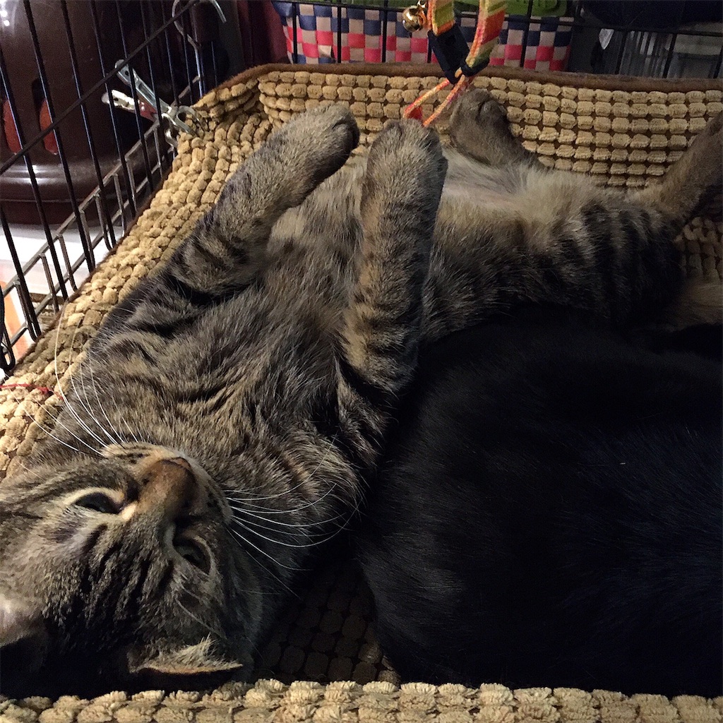 f:id:munazouchan48:20210307122059j:image