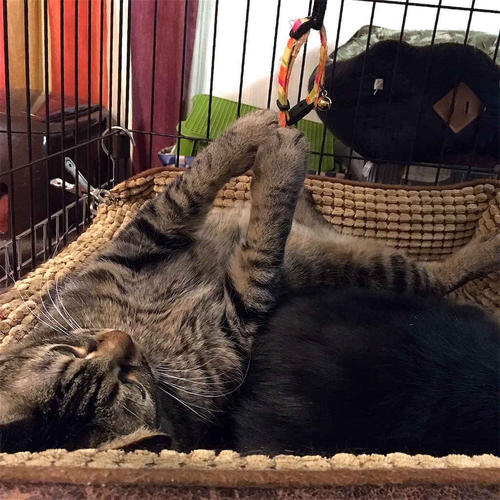 f:id:munazouchan48:20210307122123j:image