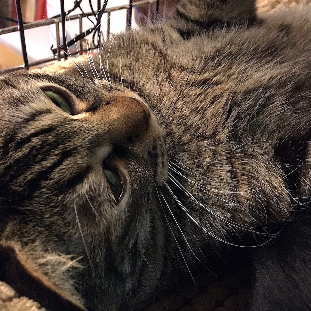 f:id:munazouchan48:20210307122208j:image