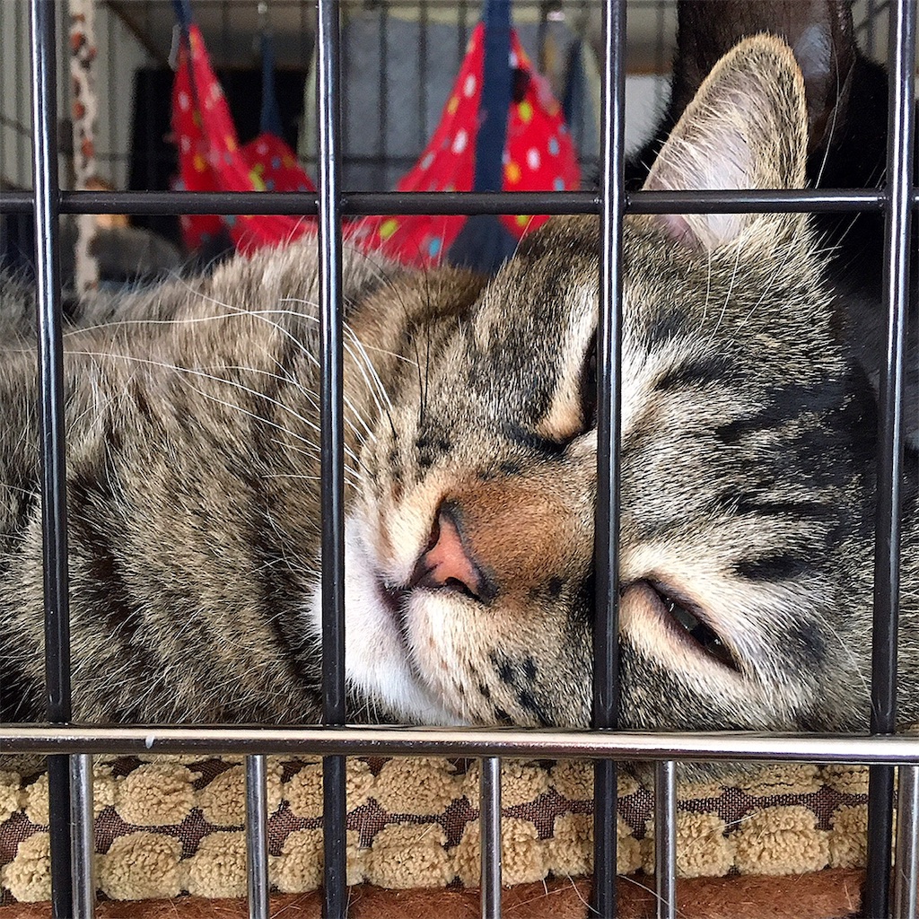 f:id:munazouchan48:20210307122320j:image