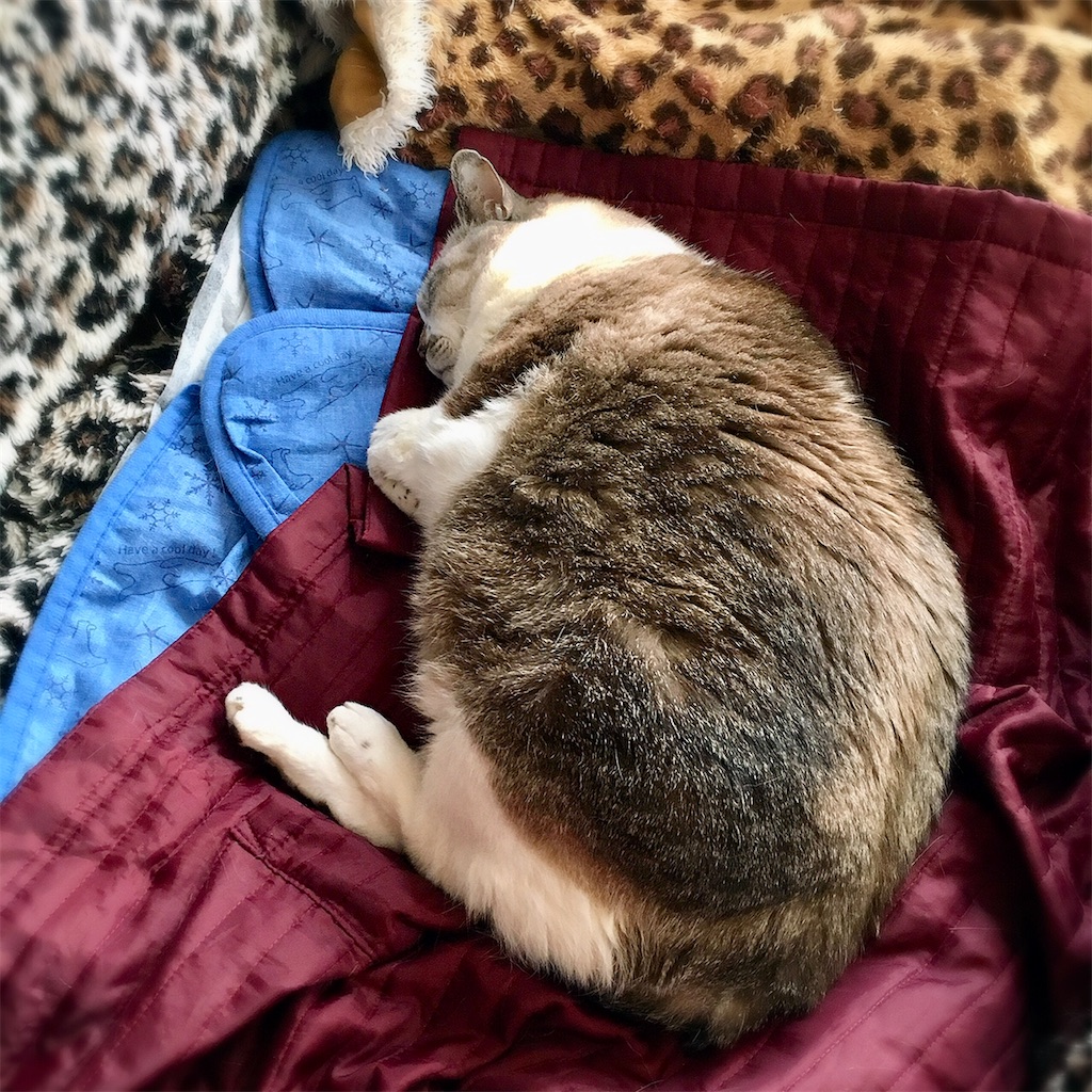 f:id:munazouchan48:20210307122437j:image