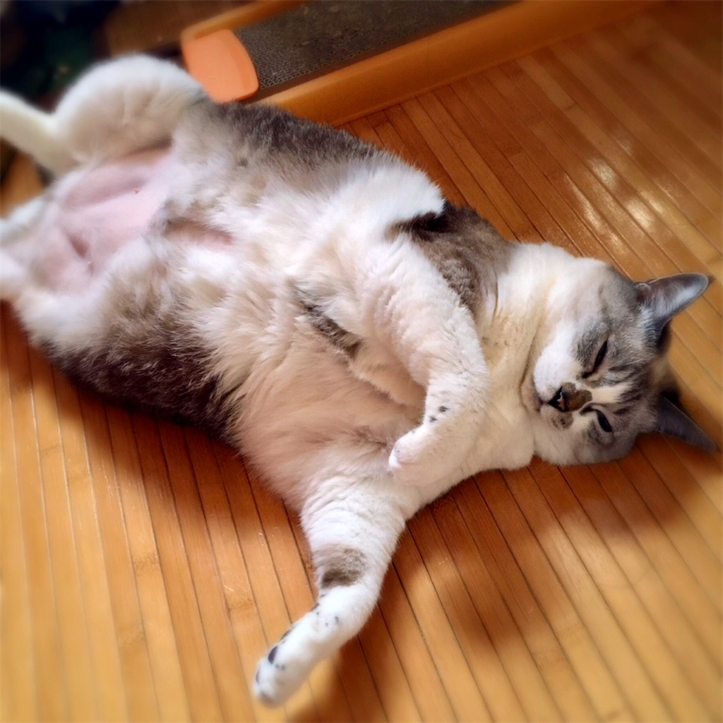 f:id:munazouchan48:20210307122508j:image