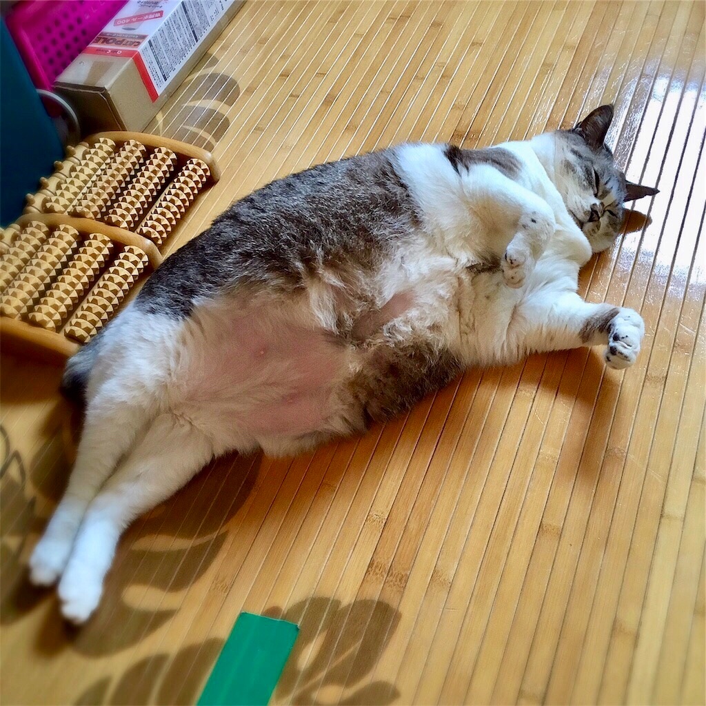 f:id:munazouchan48:20210307122520j:image