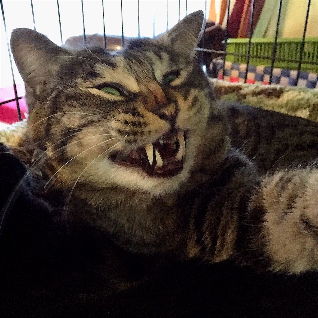 f:id:munazouchan48:20210307122621j:image