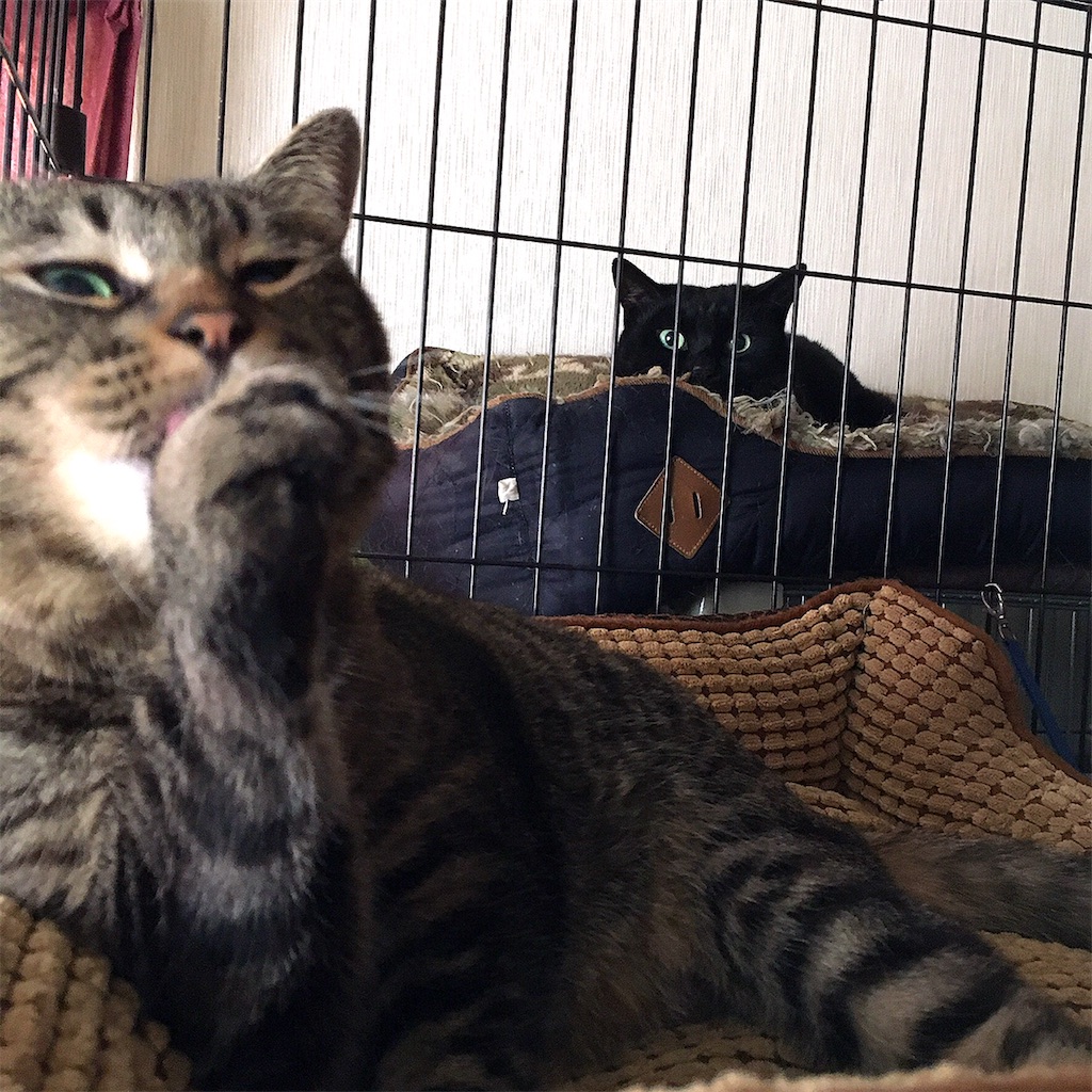 f:id:munazouchan48:20210307123052j:image