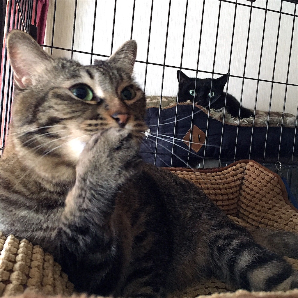 f:id:munazouchan48:20210307123110j:image