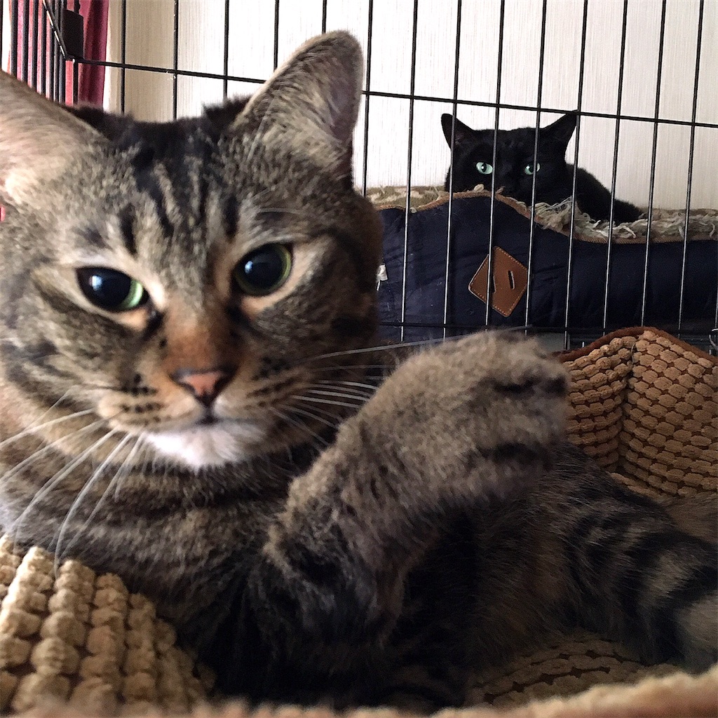 f:id:munazouchan48:20210307123125j:image