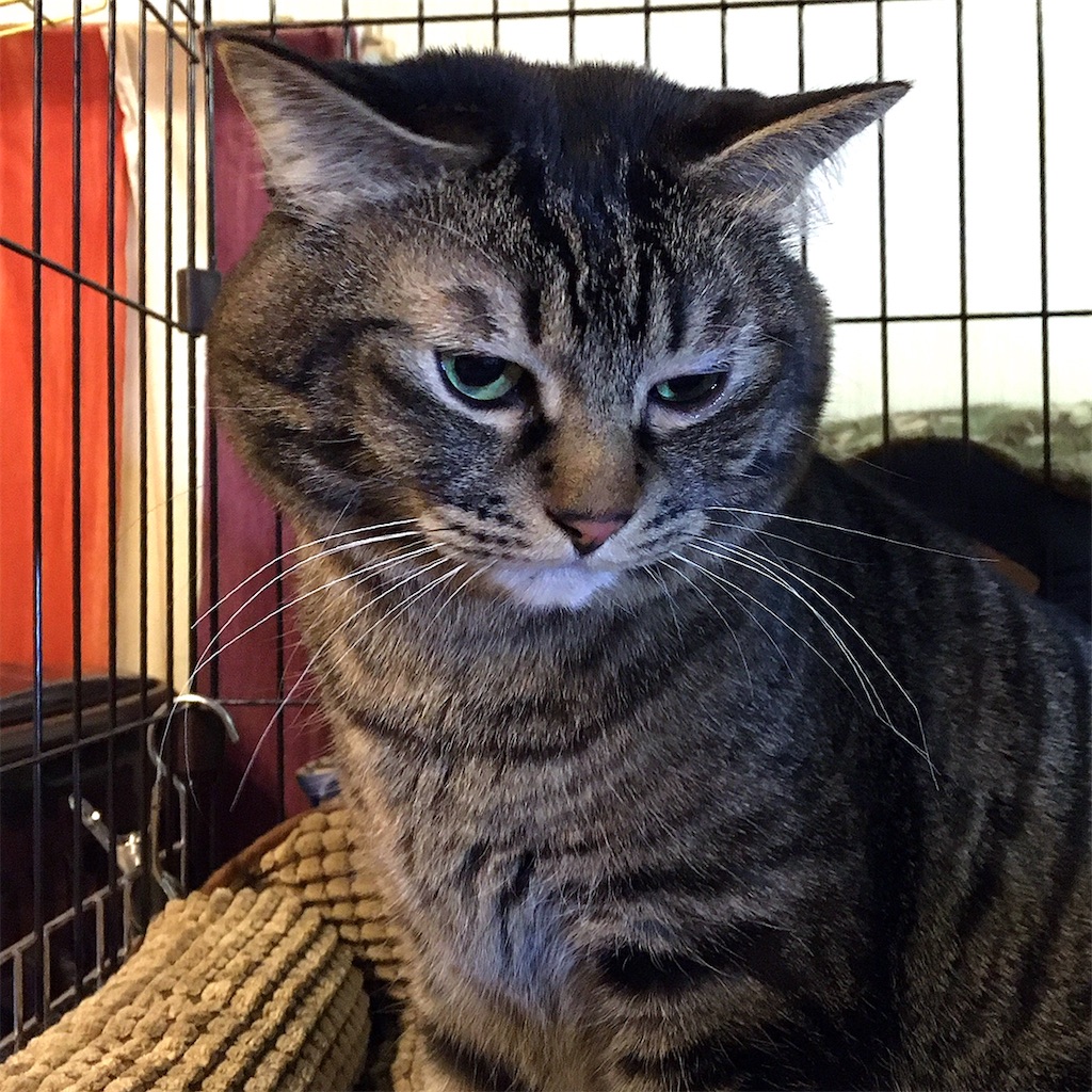 f:id:munazouchan48:20210307124354j:image