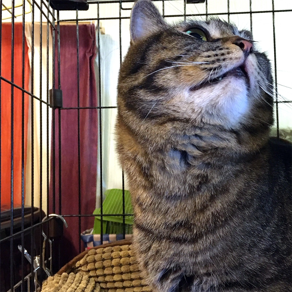 f:id:munazouchan48:20210307124408j:image