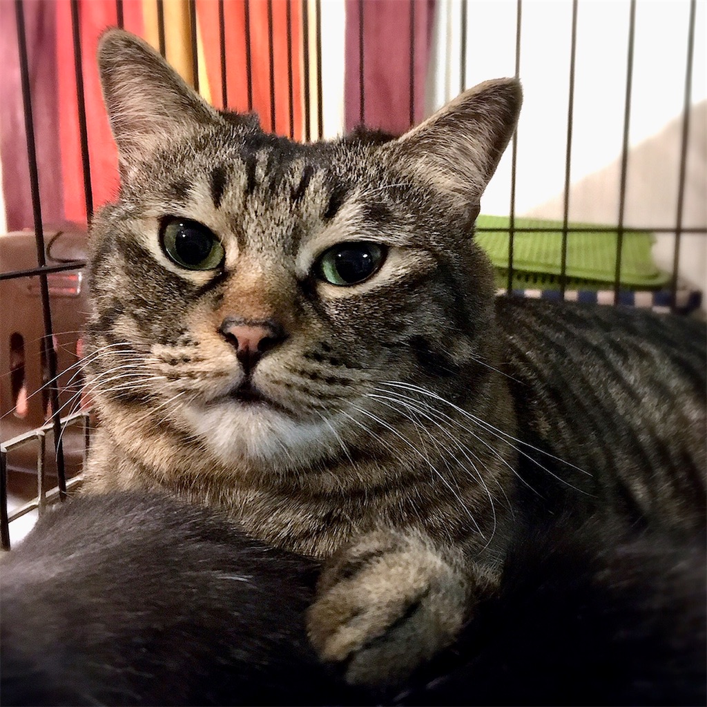 f:id:munazouchan48:20210307124516j:image