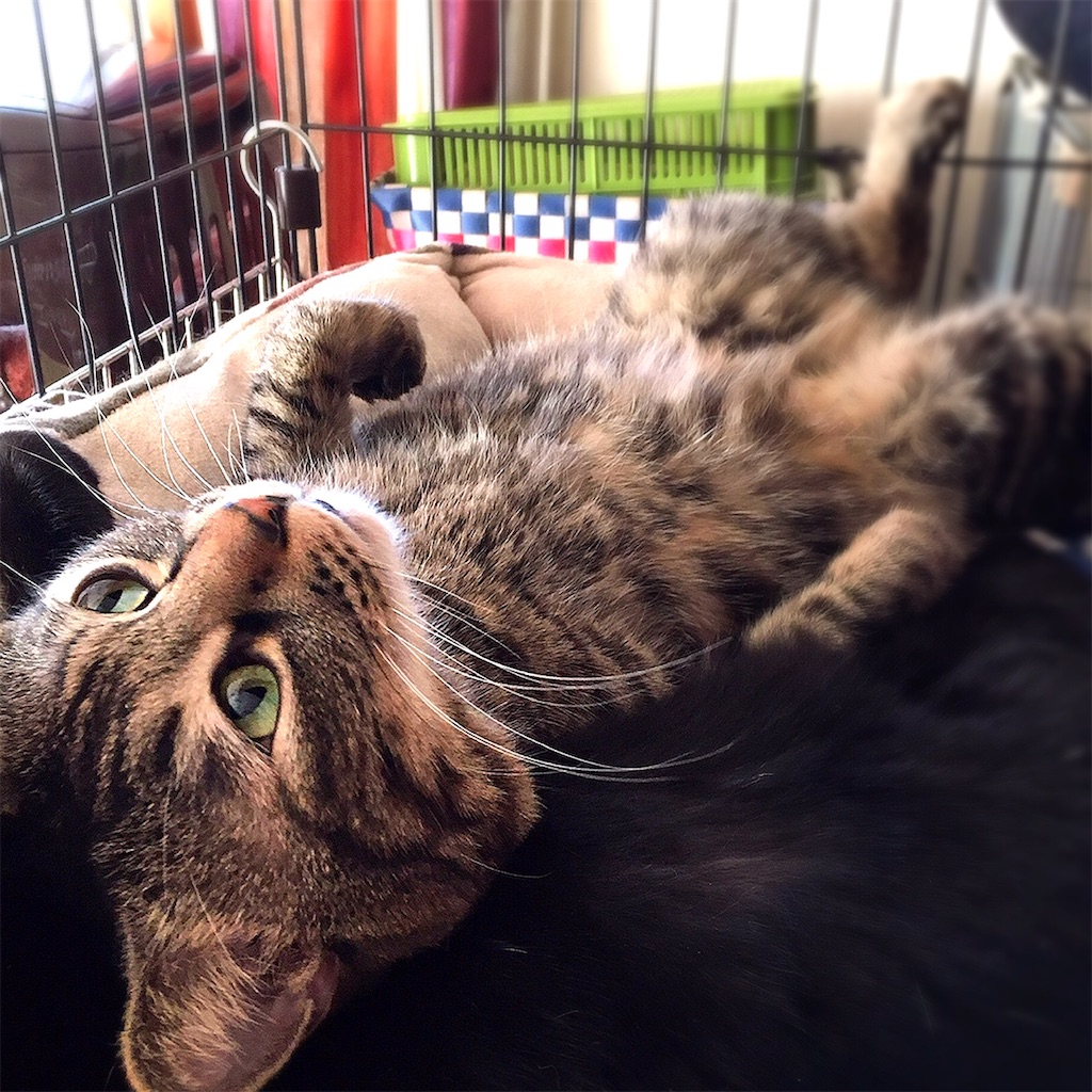 f:id:munazouchan48:20210307124726j:image