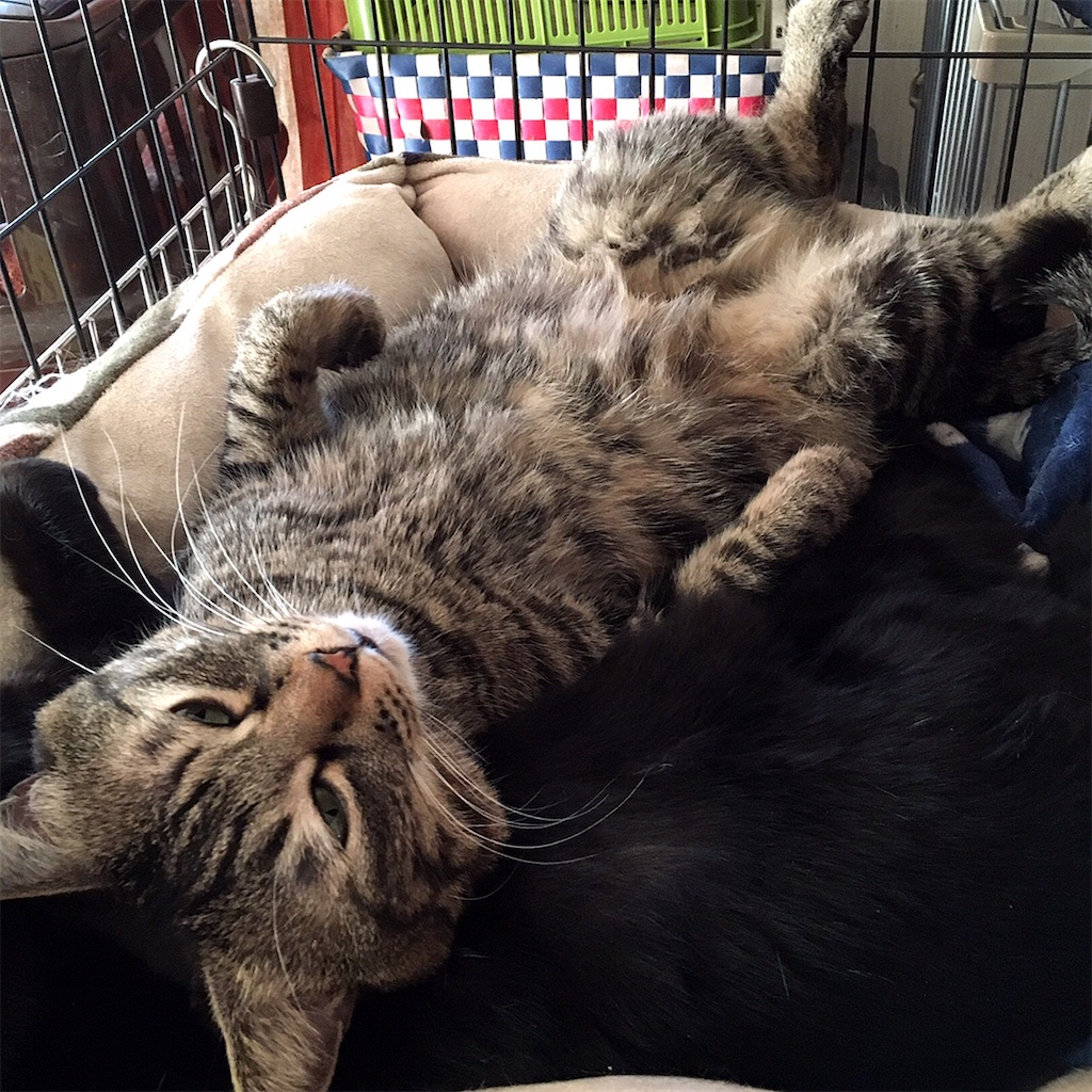 f:id:munazouchan48:20210307125207j:image