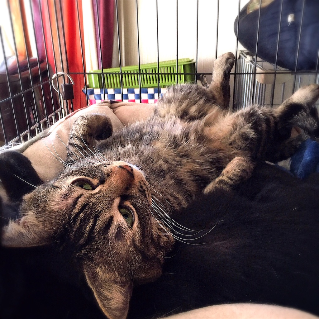 f:id:munazouchan48:20210307125249j:image