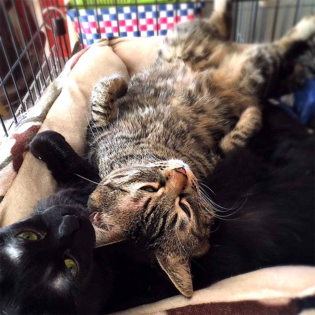 f:id:munazouchan48:20210307125302j:image