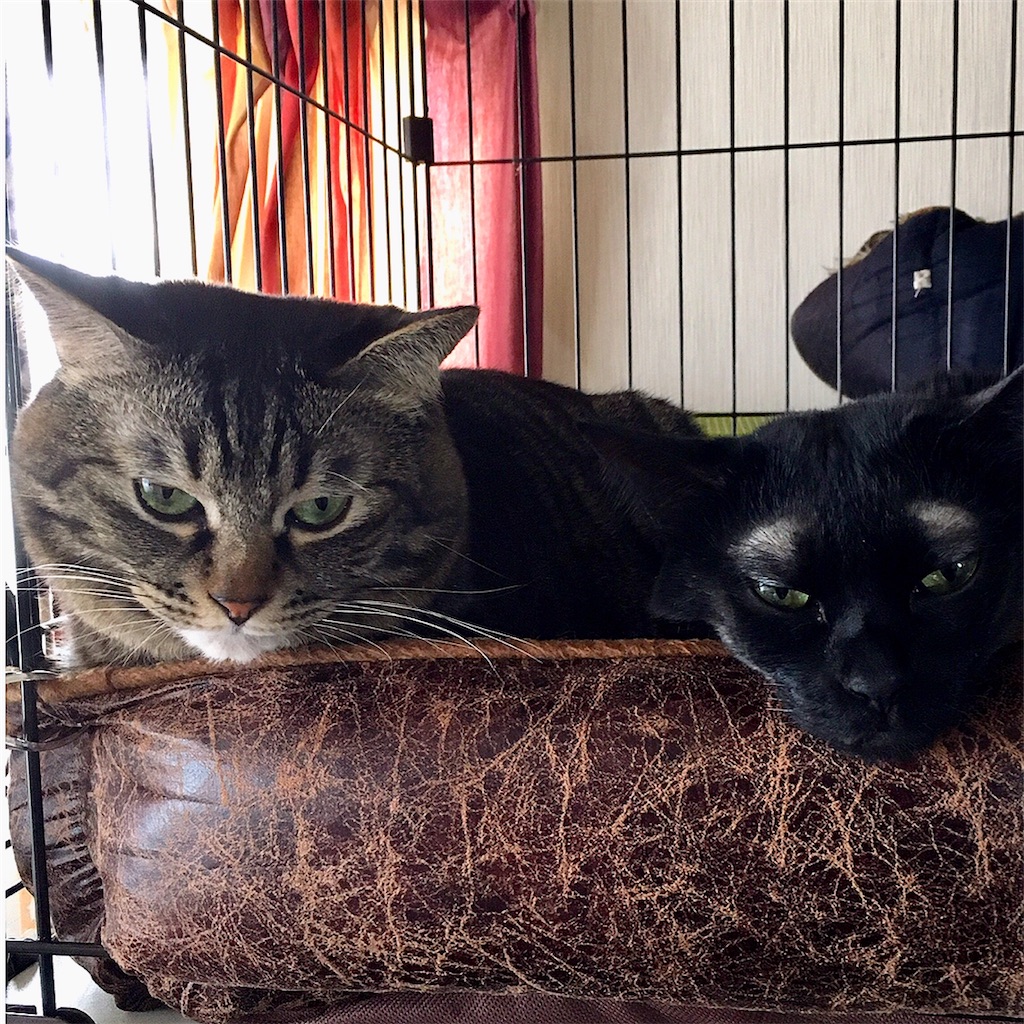 f:id:munazouchan48:20210307125601j:image