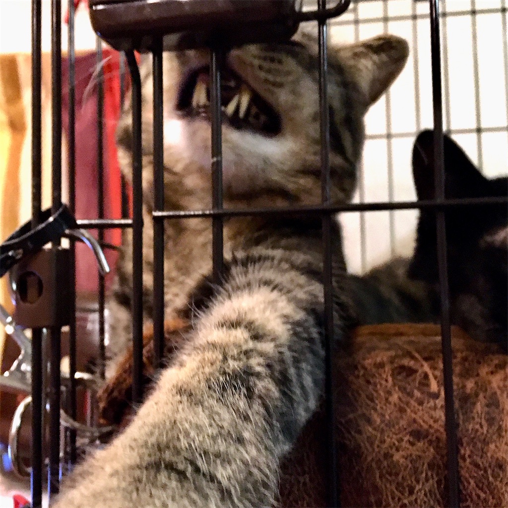 f:id:munazouchan48:20210307125706j:image