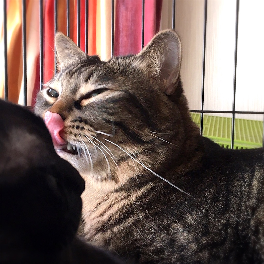 f:id:munazouchan48:20210307140149j:image