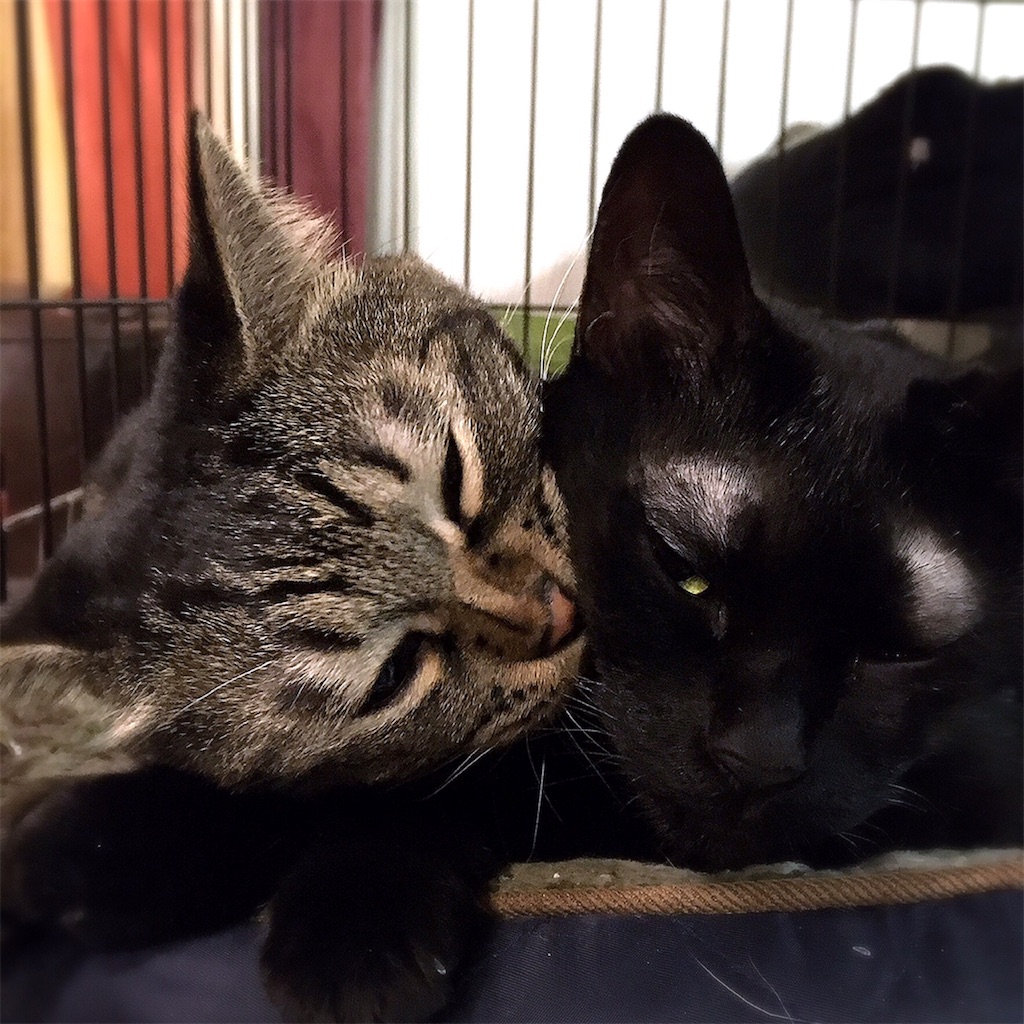 f:id:munazouchan48:20210307140344j:image