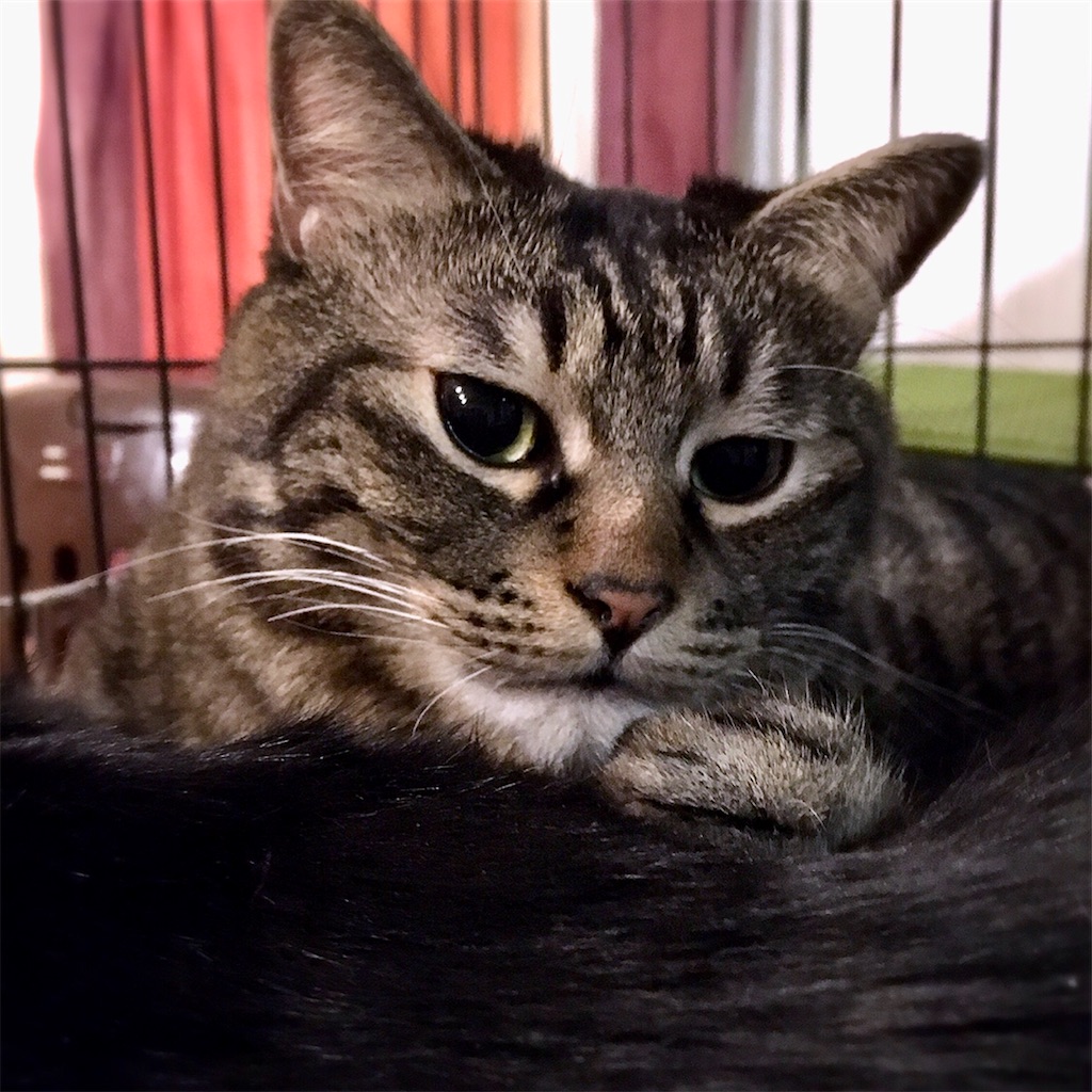 f:id:munazouchan48:20210307140405j:image