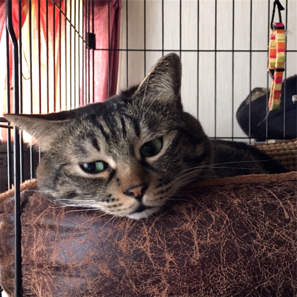 f:id:munazouchan48:20210325123245j:image