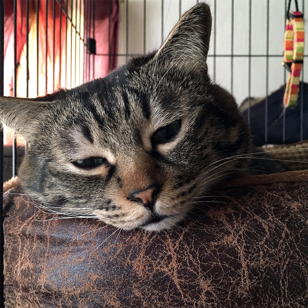 f:id:munazouchan48:20210325123335j:image