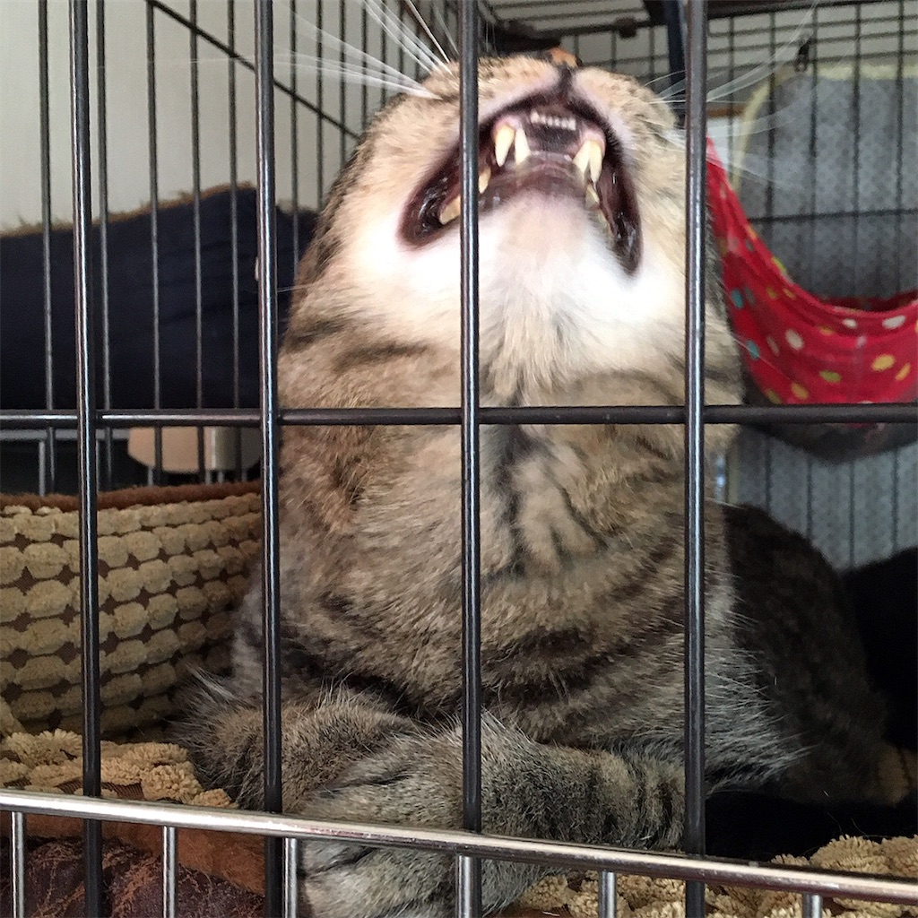 f:id:munazouchan48:20210325124005j:image