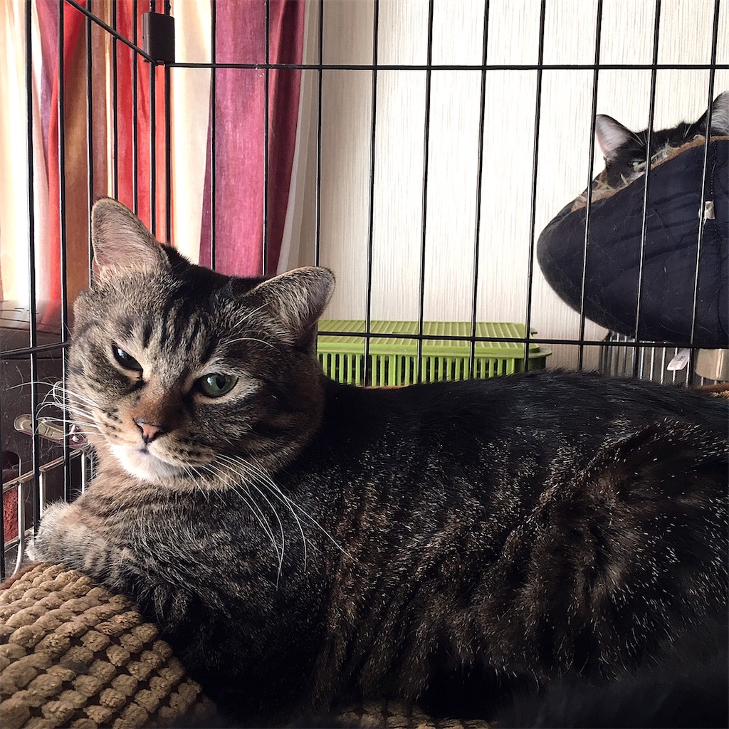 f:id:munazouchan48:20210325124318j:image