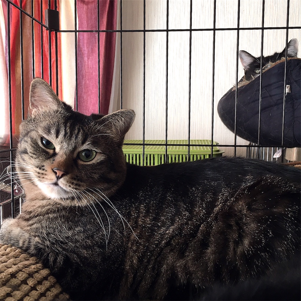 f:id:munazouchan48:20210325130119j:image