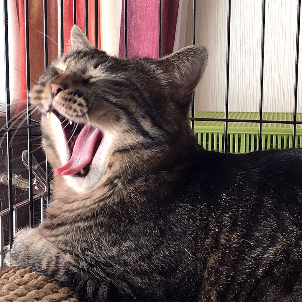 f:id:munazouchan48:20210325130156j:image