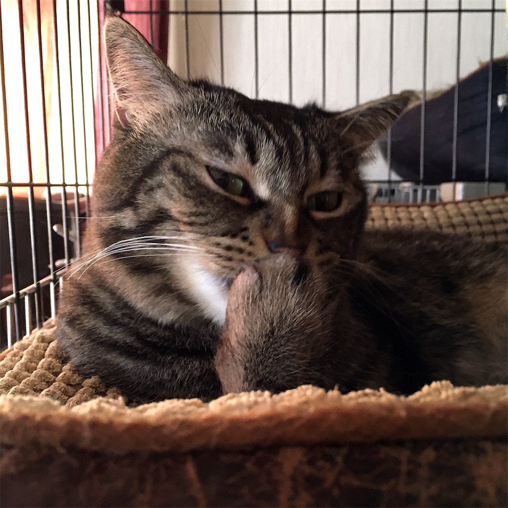 f:id:munazouchan48:20210325131016j:image