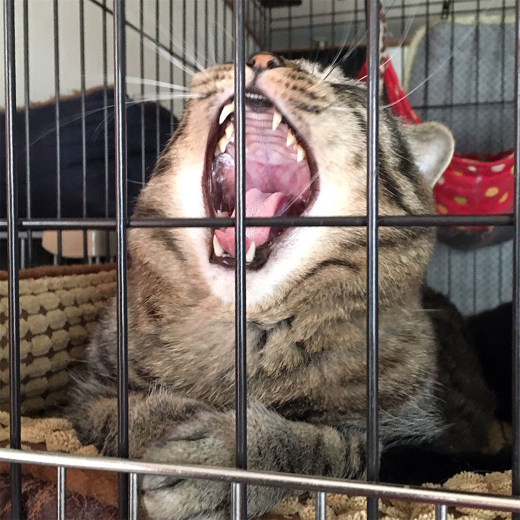 f:id:munazouchan48:20210325131327j:image