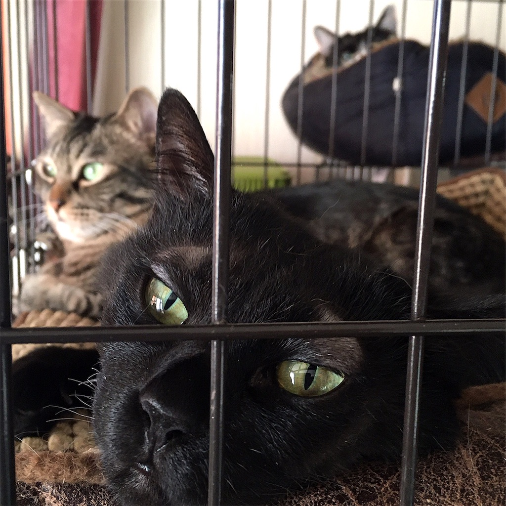 f:id:munazouchan48:20210325132755j:image