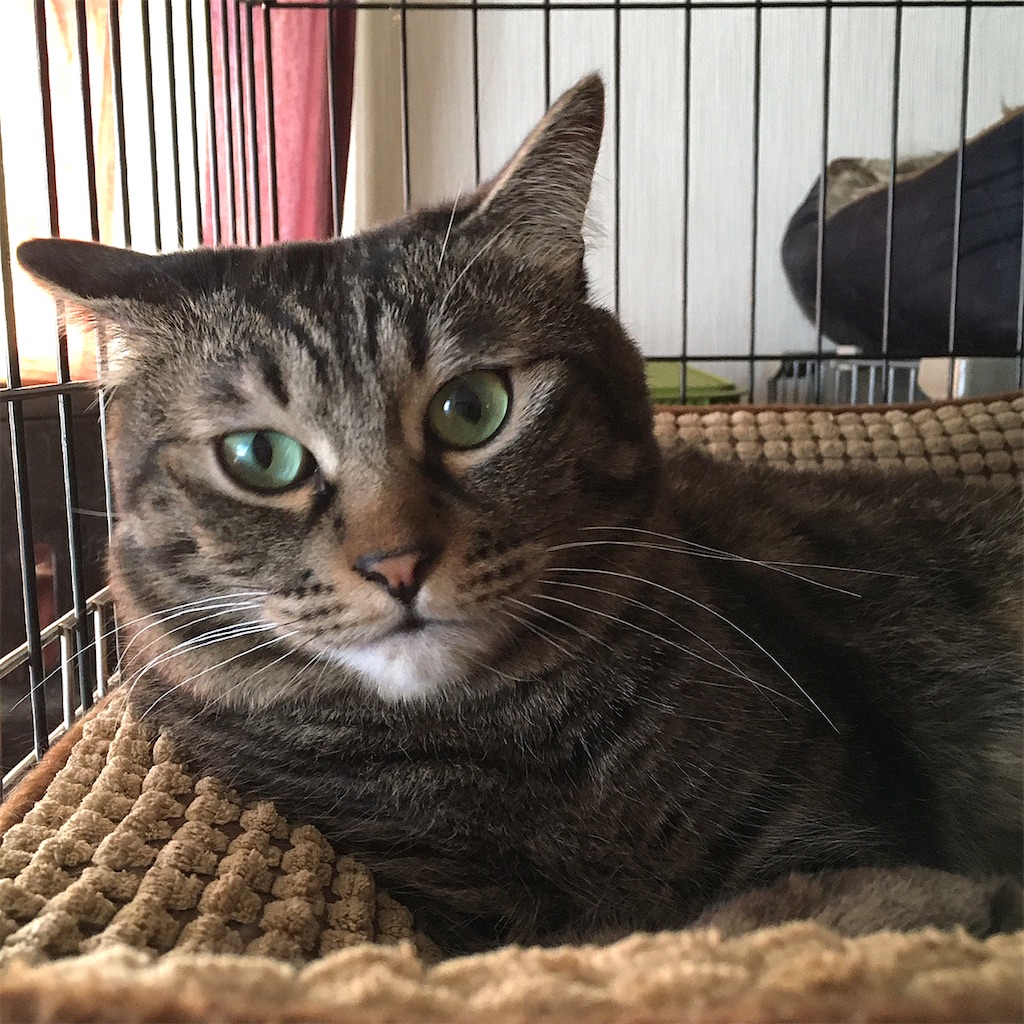 f:id:munazouchan48:20210325152440j:image