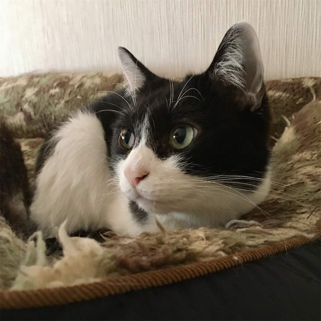 f:id:munazouchan48:20210513152522j:image